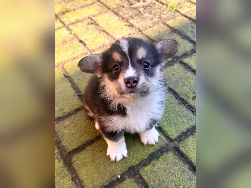 Welsh Corgi Pembroke Welpen