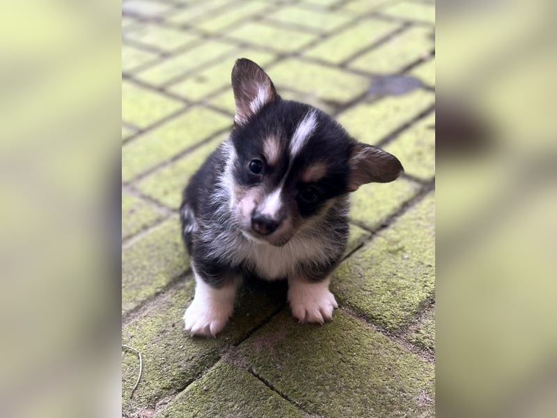 Welsh Corgi Pembroke Welpen