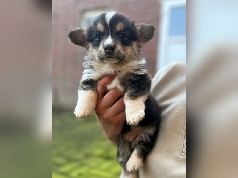 Welsh Corgi Pembroke Welpen