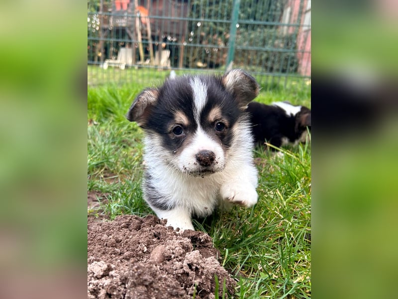 Welsh Corgi Pembroke Welpen