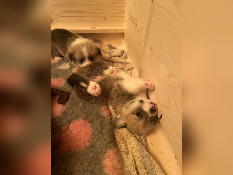 Bandit of Little Royals