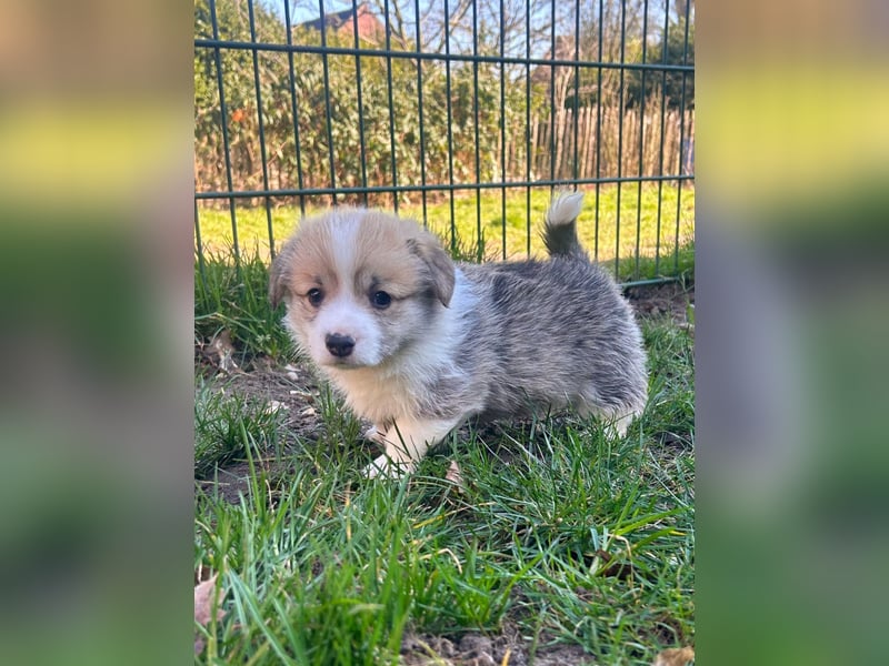 Welsh Corgi Pembroke Welpen