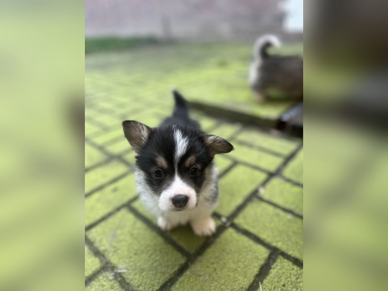 Welsh Corgi Pembroke Welpen