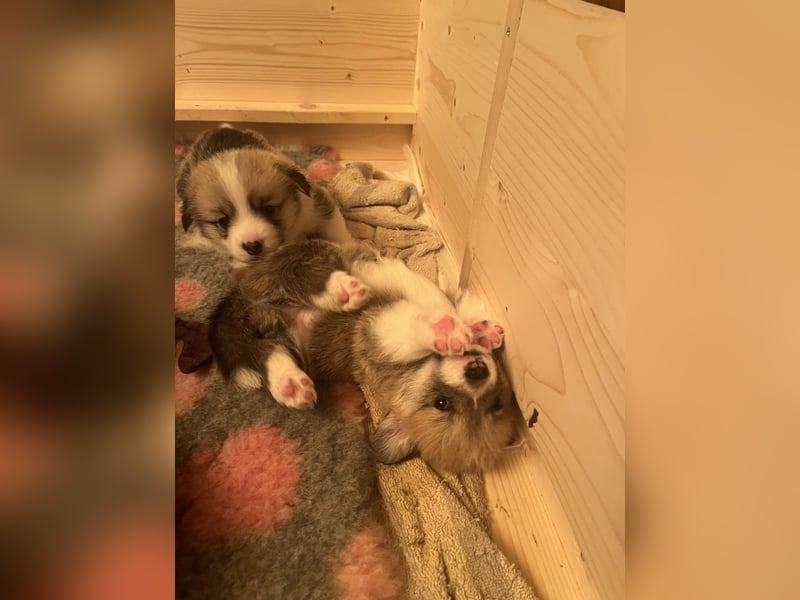 Bandit of Little Royals