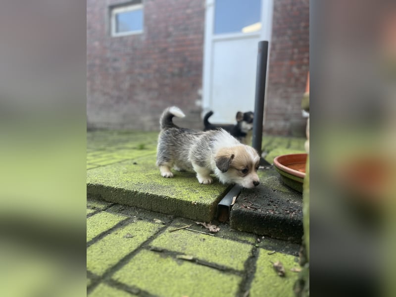 Welsh Corgi Pembroke Welpen