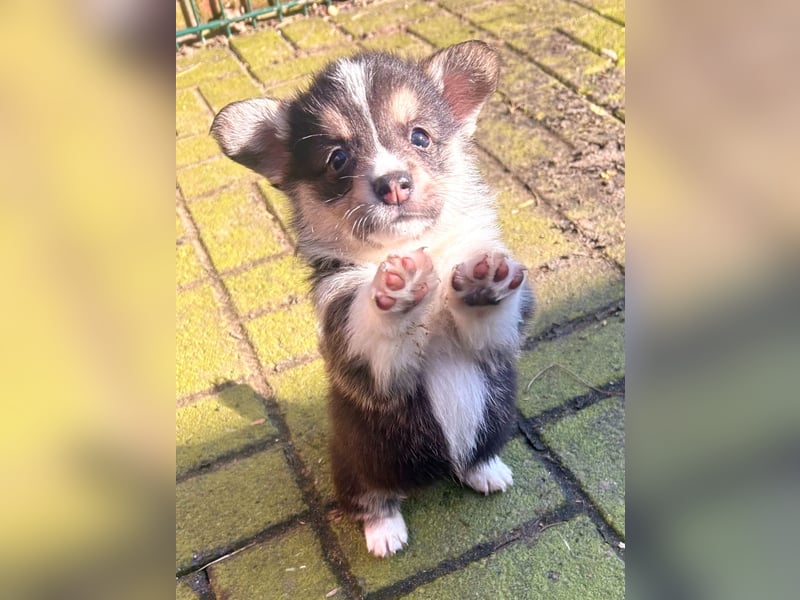 Welsh Corgi Pembroke Welpen