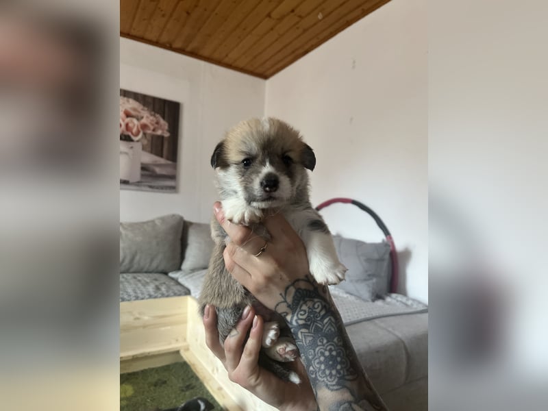 Bandit of Little Royals