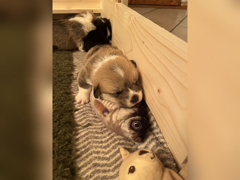 Welsh Corgi Pembroke Welpen