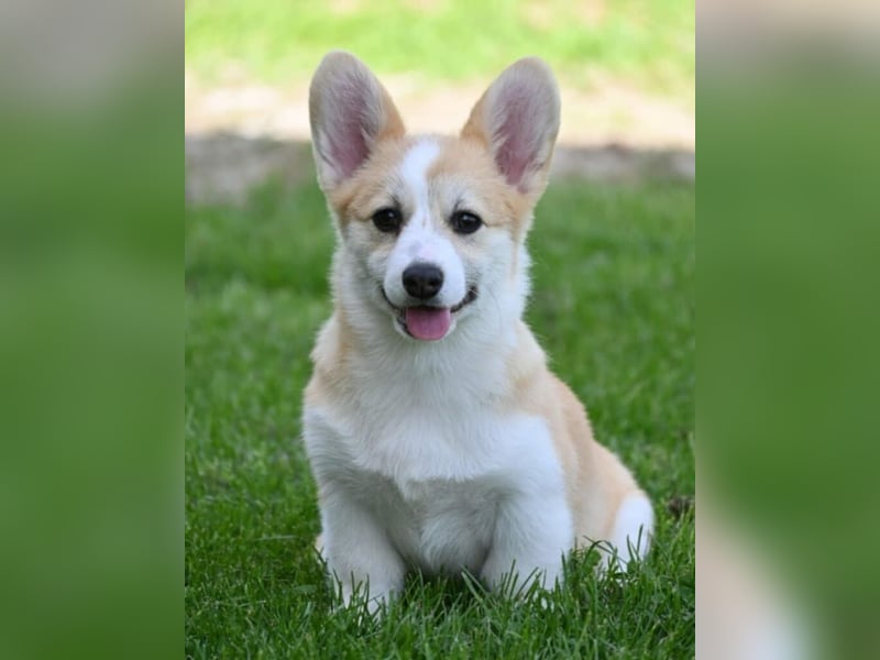 Welsh Corgi Pembroke Welpen