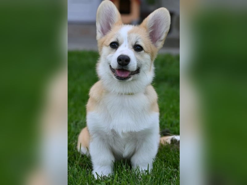 Welsh Corgi Pembroke Welpen