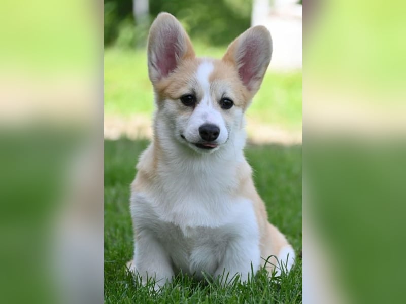 Welsh Corgi Pembroke Welpen