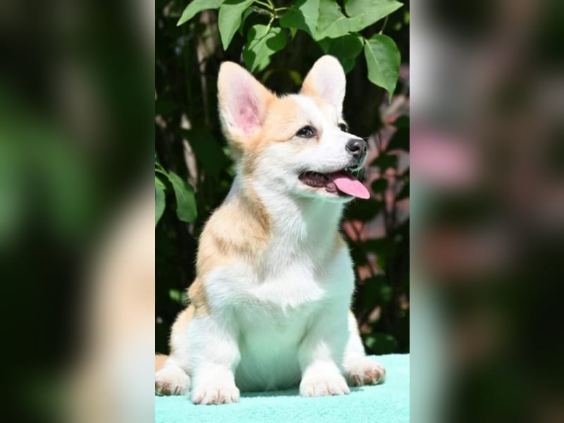 Welsh Corgi Pembroke Welpen