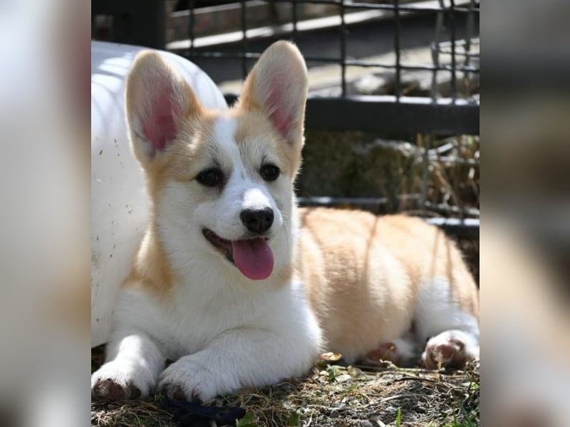 Welsh Corgi Pembroke Welpen