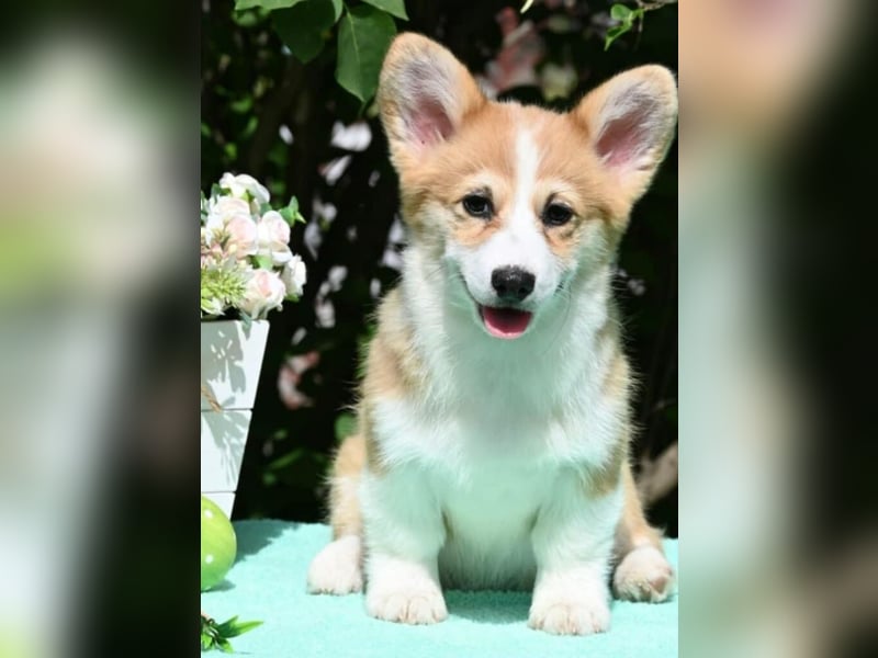Welsh Corgi Pembroke Welpen