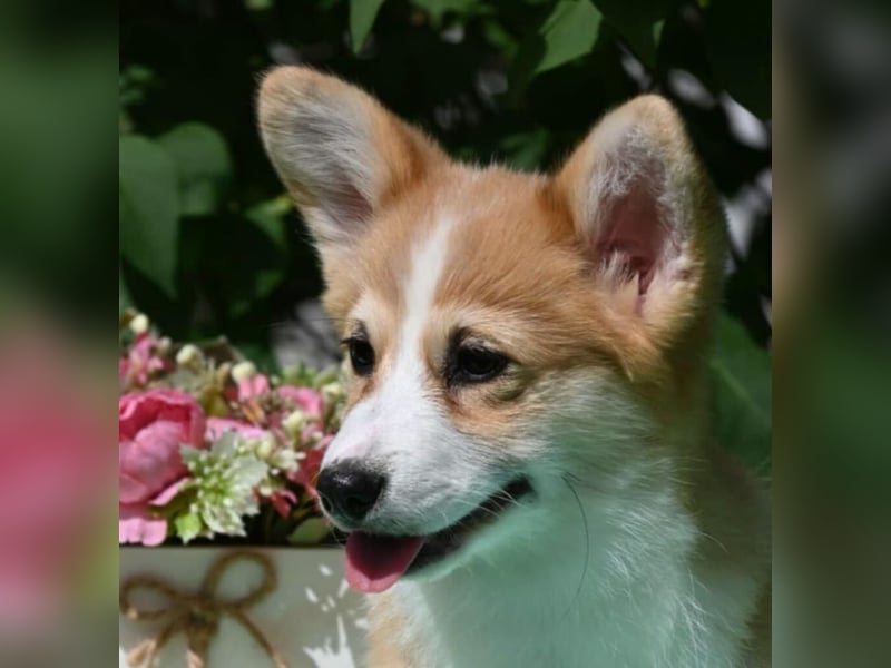 Welsh Corgi Pembroke Welpen