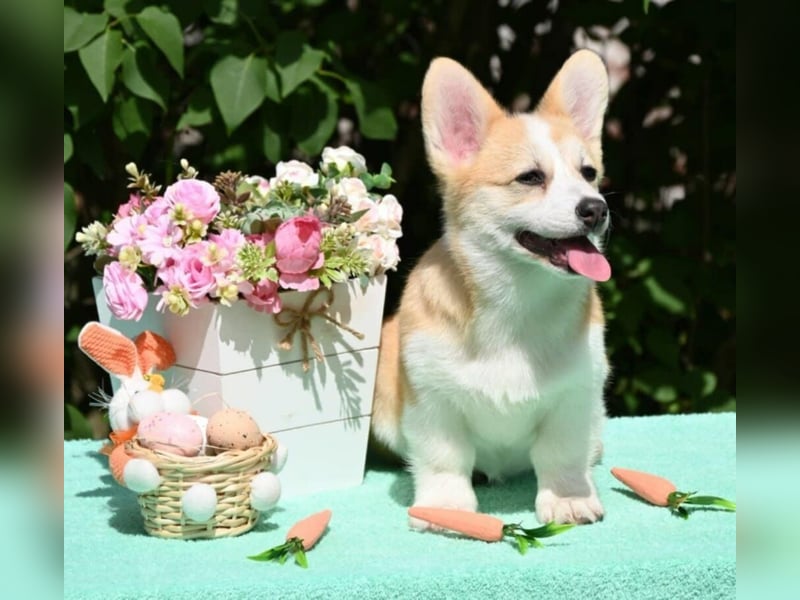Welsh Corgi Pembroke Welpen