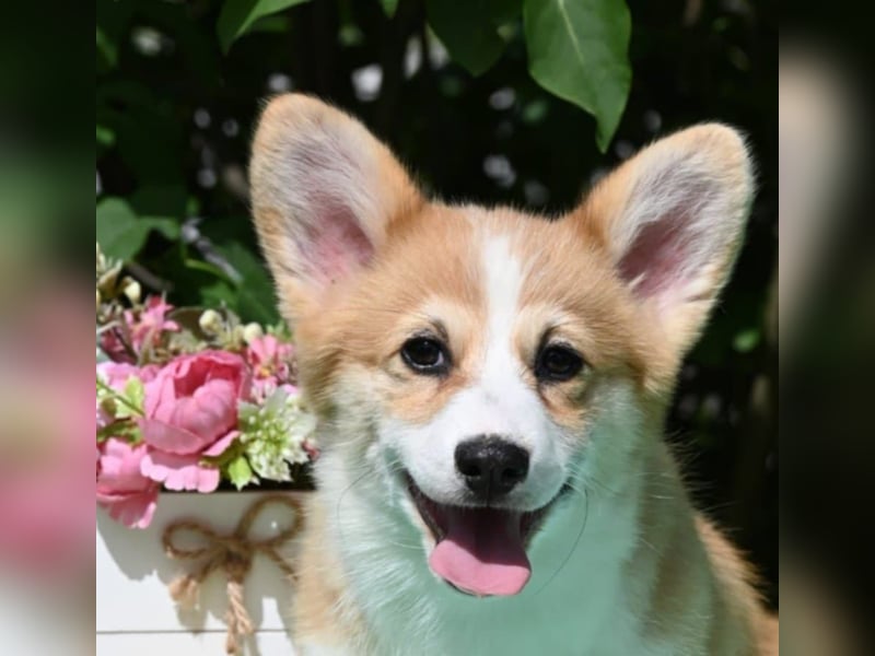 Welsh Corgi Pembroke Welpen
