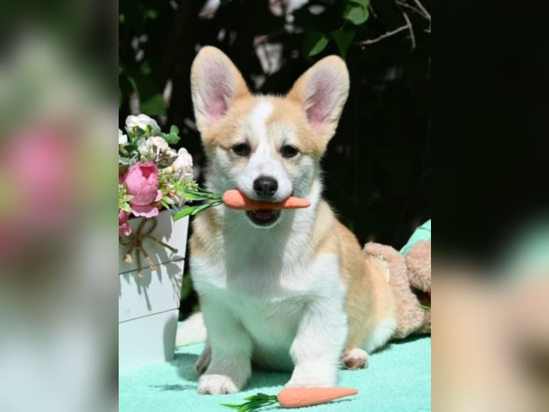 Welsh Corgi Pembroke Welpen