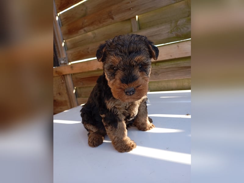 Süße Welsh Terrier Welpen