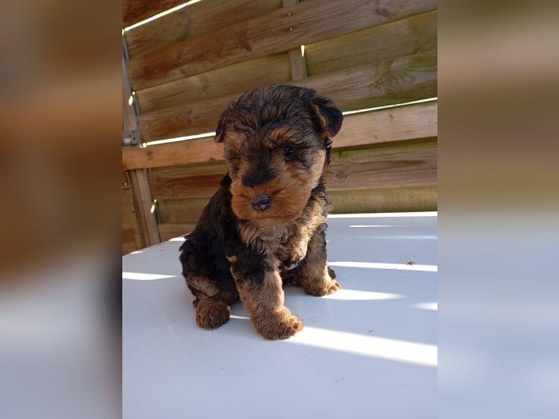Süße Welsh Terrier Welpen