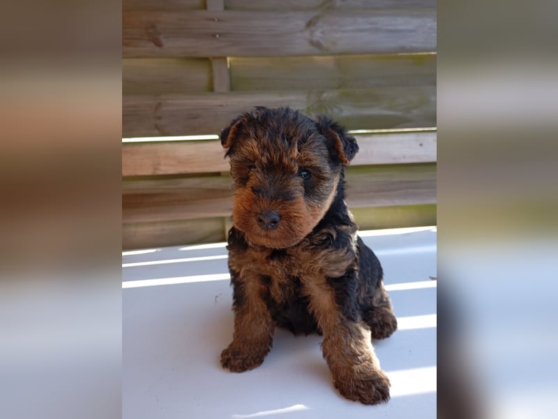 Süße Welsh Terrier Welpen