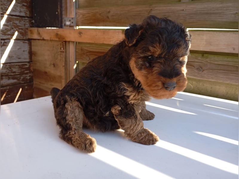 Süße Welsh Terrier Welpen