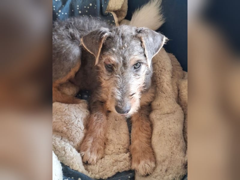 Woody - Und dann ging die Tür auf