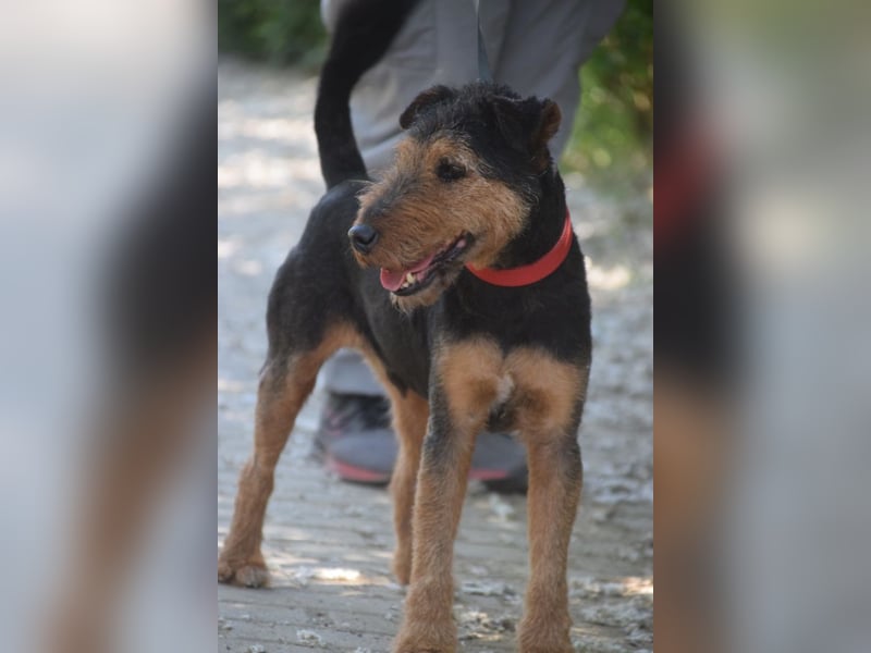 Tequila - charismatischer Terrier, verspielt und aktiv