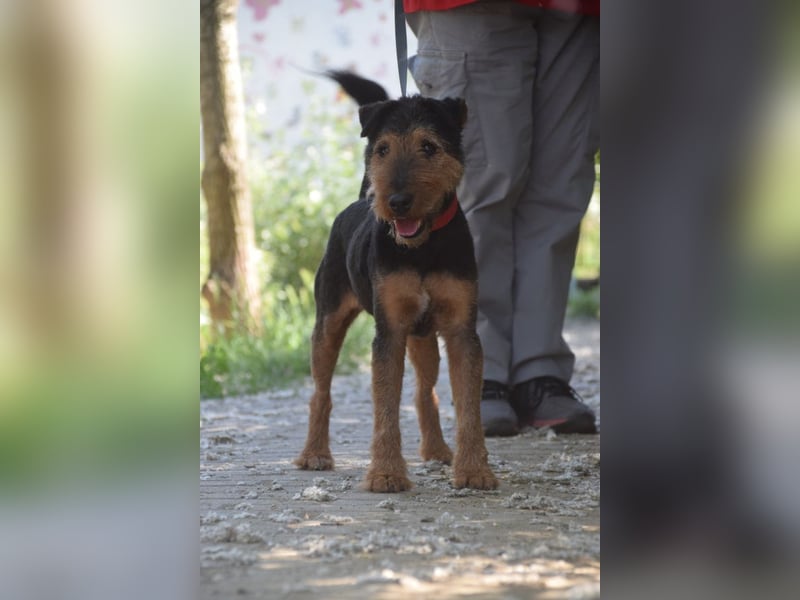 Tequila - charismatischer Terrier, verspielt und aktiv