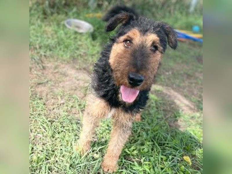 Tequila - ein verspielter und aktiver Terrierjunge