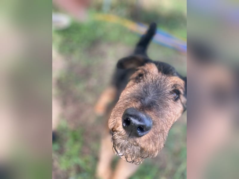 Tequila - charismatischer Terrier, verspielt und aktiv