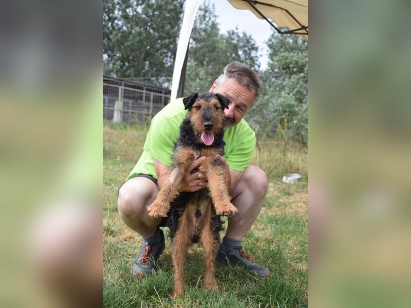 Tequila - ein verspielter und aktiver Terrierjunge