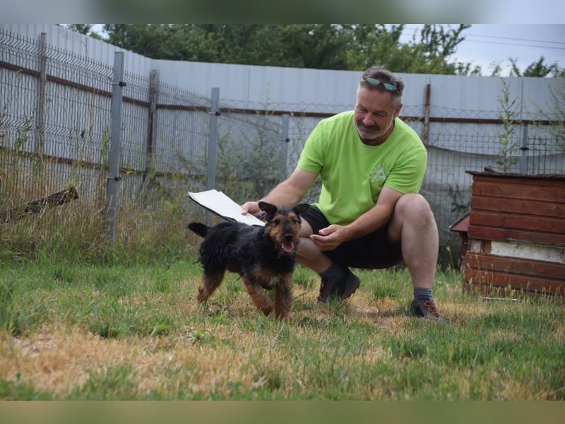 Tequila - ein verspielter und aktiver Terrierjunge
