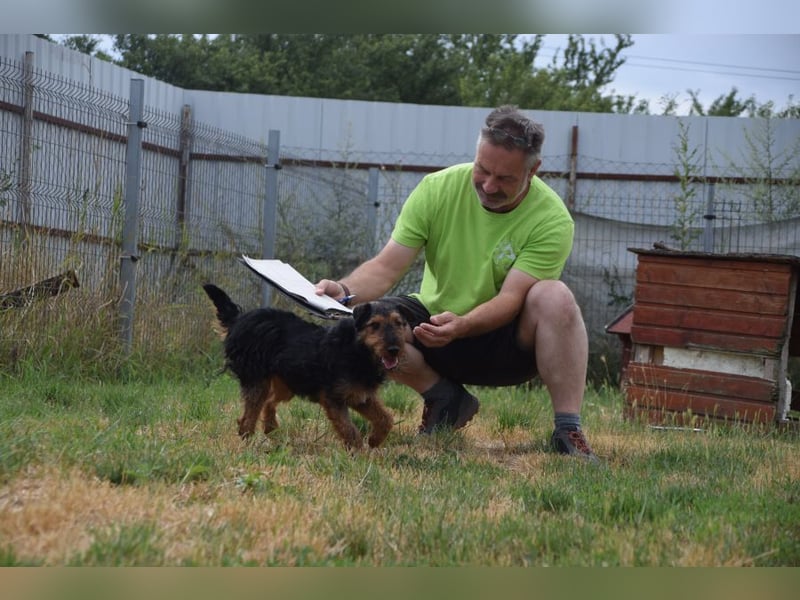 Tequila - ein verspielter und aktiver Terrierrüde