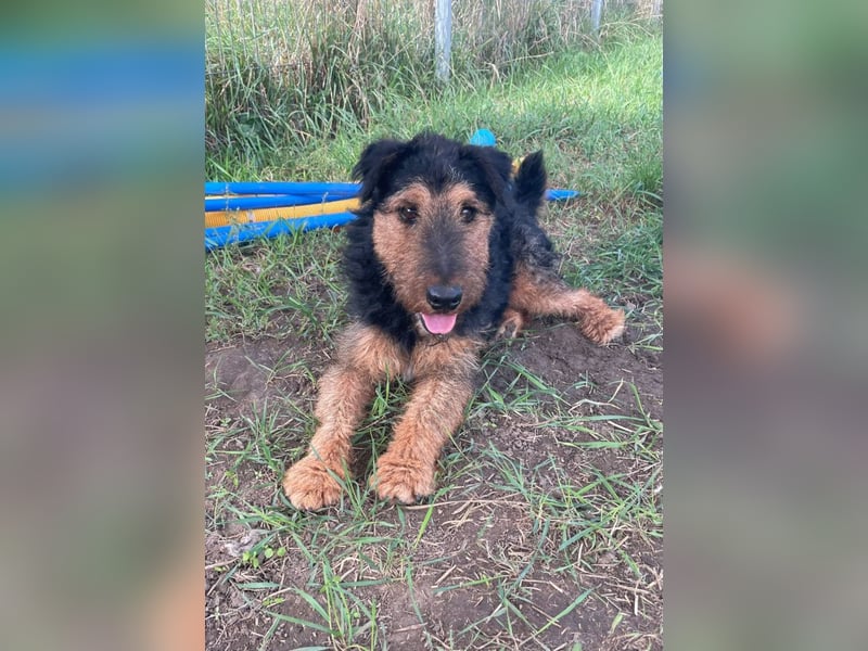 Tequila - ein verspielter und aktiver Terrierjunge