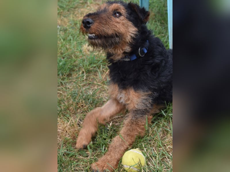 Tequila - ein verspielter und aktiver Terrierjunge