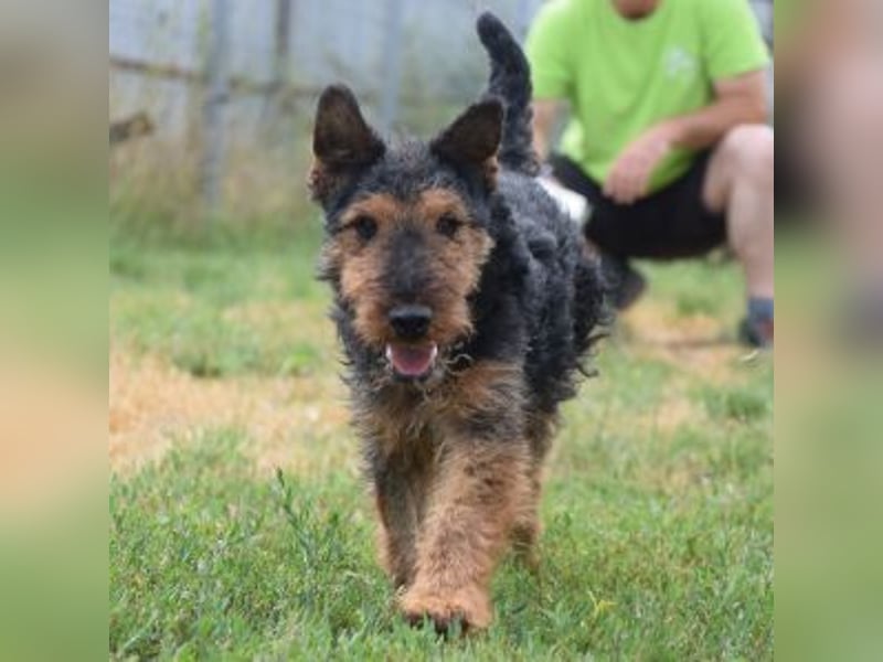 Tequila - charismatischer Terrier, verspielt und aktiv