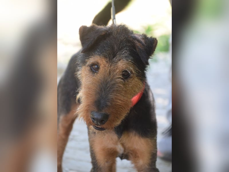 Tequila - charismatischer Terrier, verspielt und aktiv