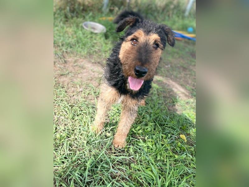 Tequila - charismatischer Terrier, verspielt und aktiv