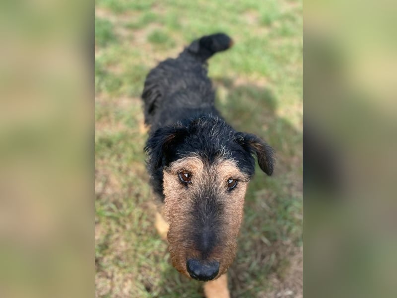 Tequila - ein verspielter und aktiver Terrierrüde