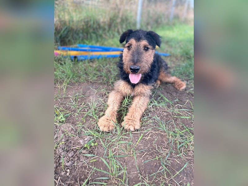 Tequila - ein verspielter und aktiver Terrierrüde