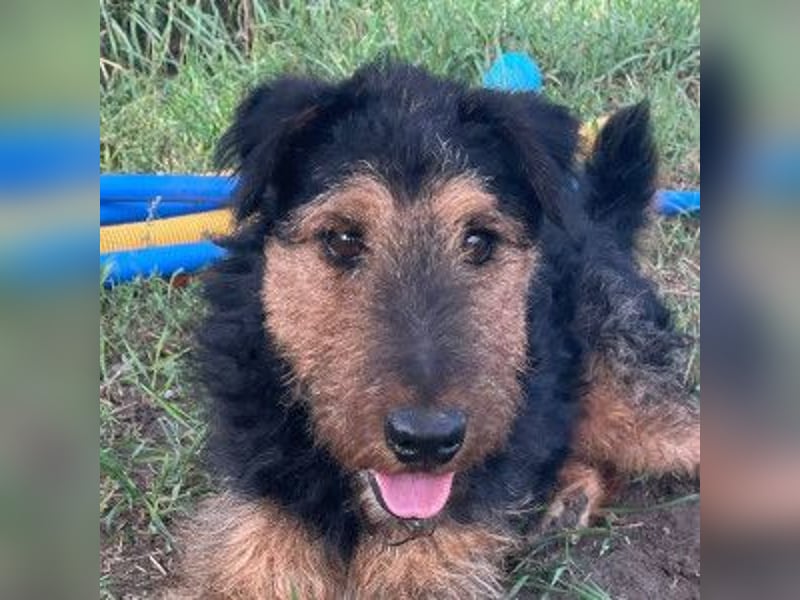 Tequila - ein verspielter und aktiver Terrierrüde