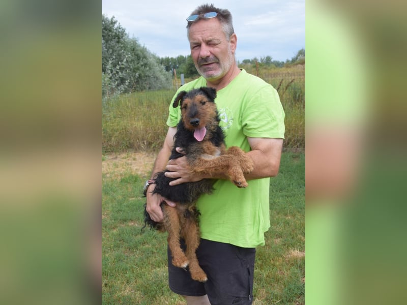 Tequila - ein verspielter und aktiver Terrierrüde