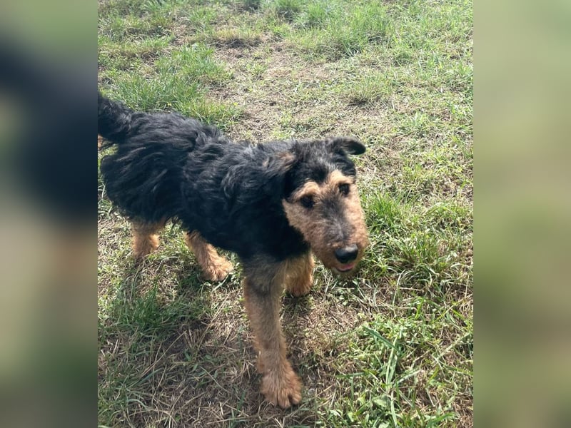 Tequila - ein verspielter und aktiver Terrierrüde