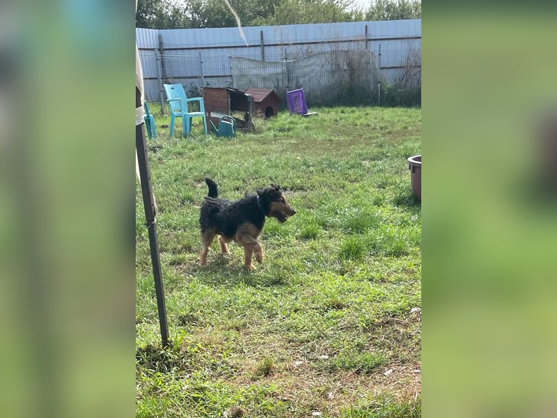 Tequila - ein verspielter und aktiver Terrierrüde