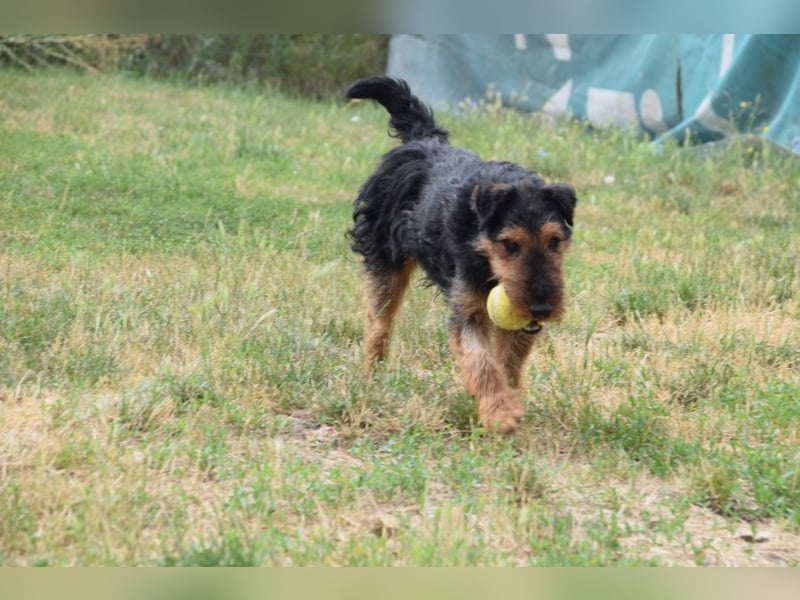 Tequila - ein verspielter und aktiver Terrierjunge