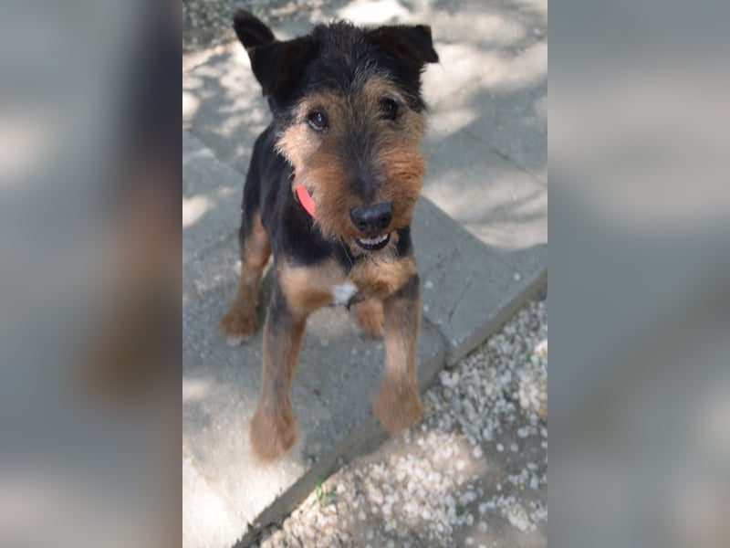 Tequila - charismatischer Terrier, verspielt und aktiv