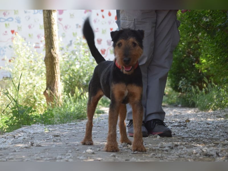 Tequila - charismatischer Terrier, verspielt und aktiv