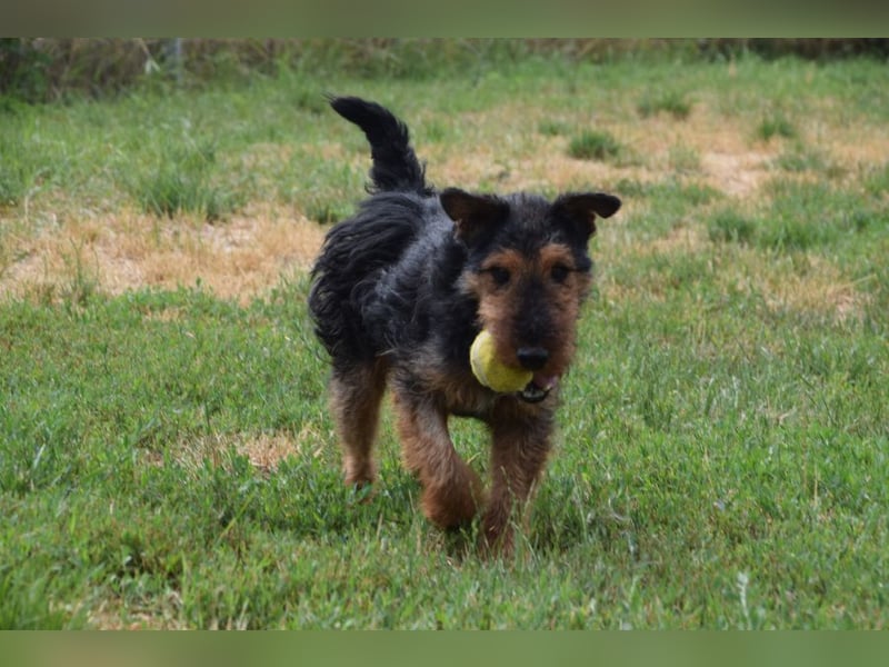 Tequila - ein verspielter und aktiver Terrierjunge