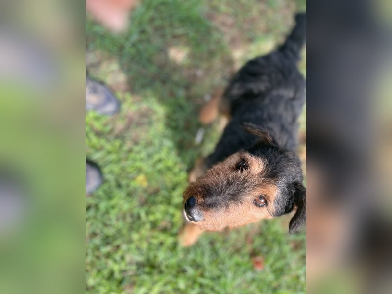 Tequila - charismatischer Terrier, verspielt und aktiv
